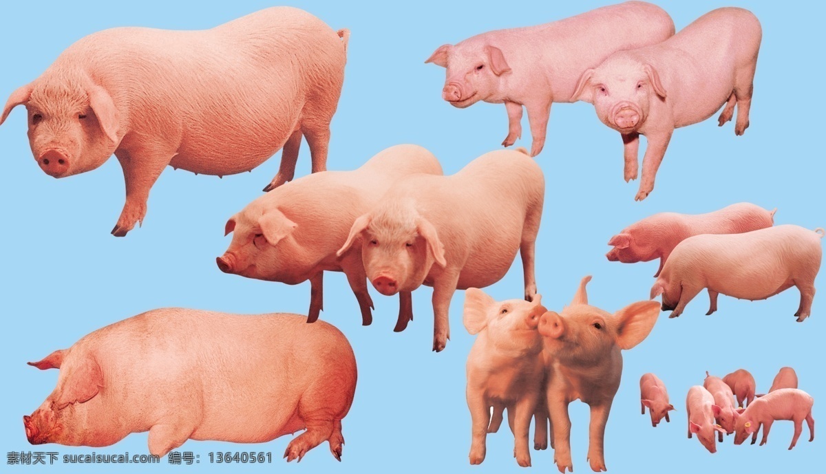 动物 猪 动物素材 猪素材