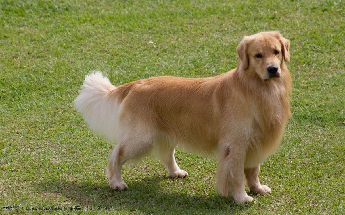 金毛 草地 宠物 狗 犬 生物世界 家禽家畜