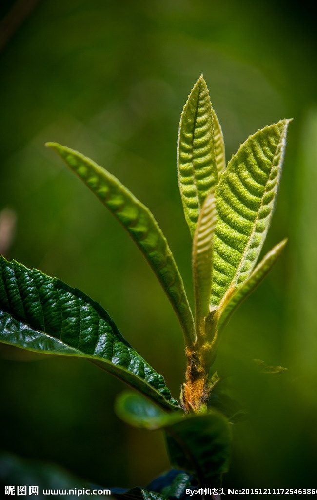 枇杷叶 植物 树叶 绿色 绿叶 农田 土地 收获 庄稼 枝叶 花草枝叶 生物世界 树木树叶