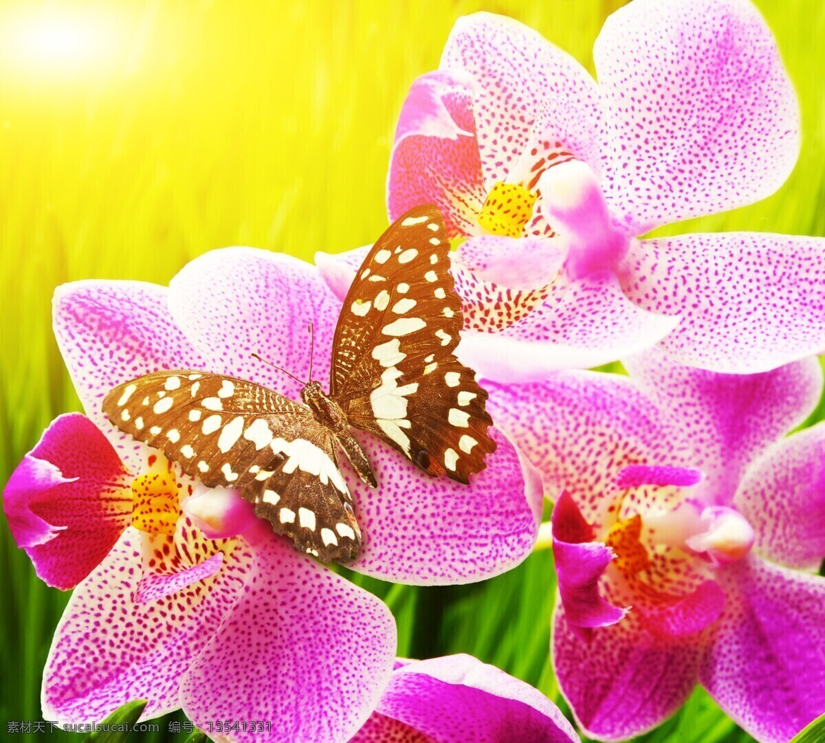 兰花 蝴蝶 花朵 花卉 蝴蝶兰 花 鲜花 花草 花朵背景图片 花蕊 花瓣 微距 花朵高清图片 花草高清图片 生物世界 花边花纹 底纹边框