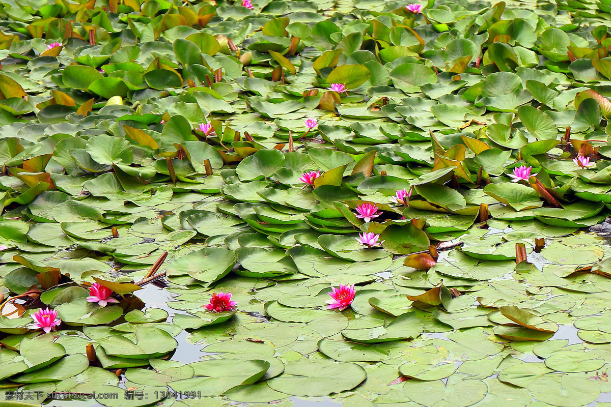 池中睡莲 睡莲 盛开的睡莲 莲花 莲池 美妙人生 生物世界 花草