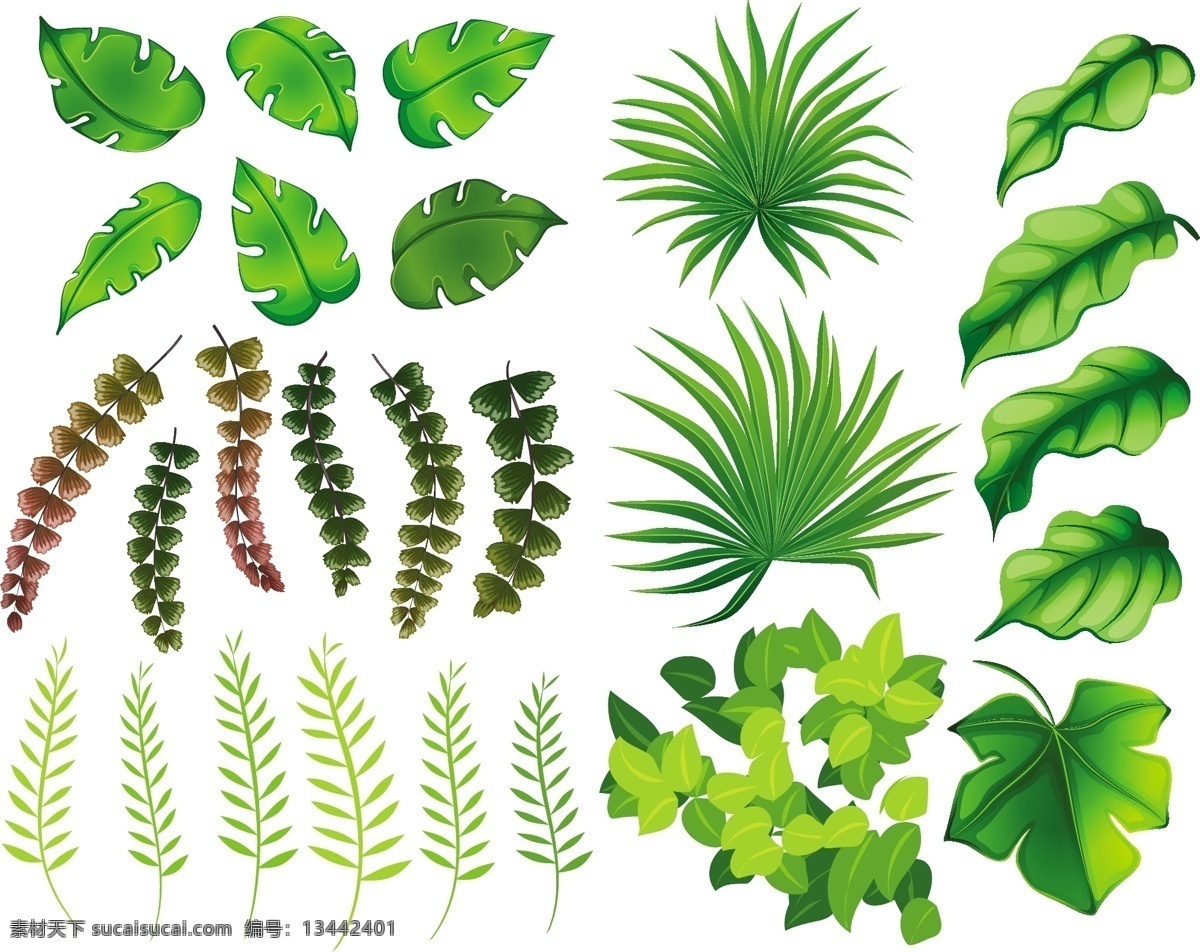 不同 种类 树叶 插图 自然 艺术 植物 装饰 绘画