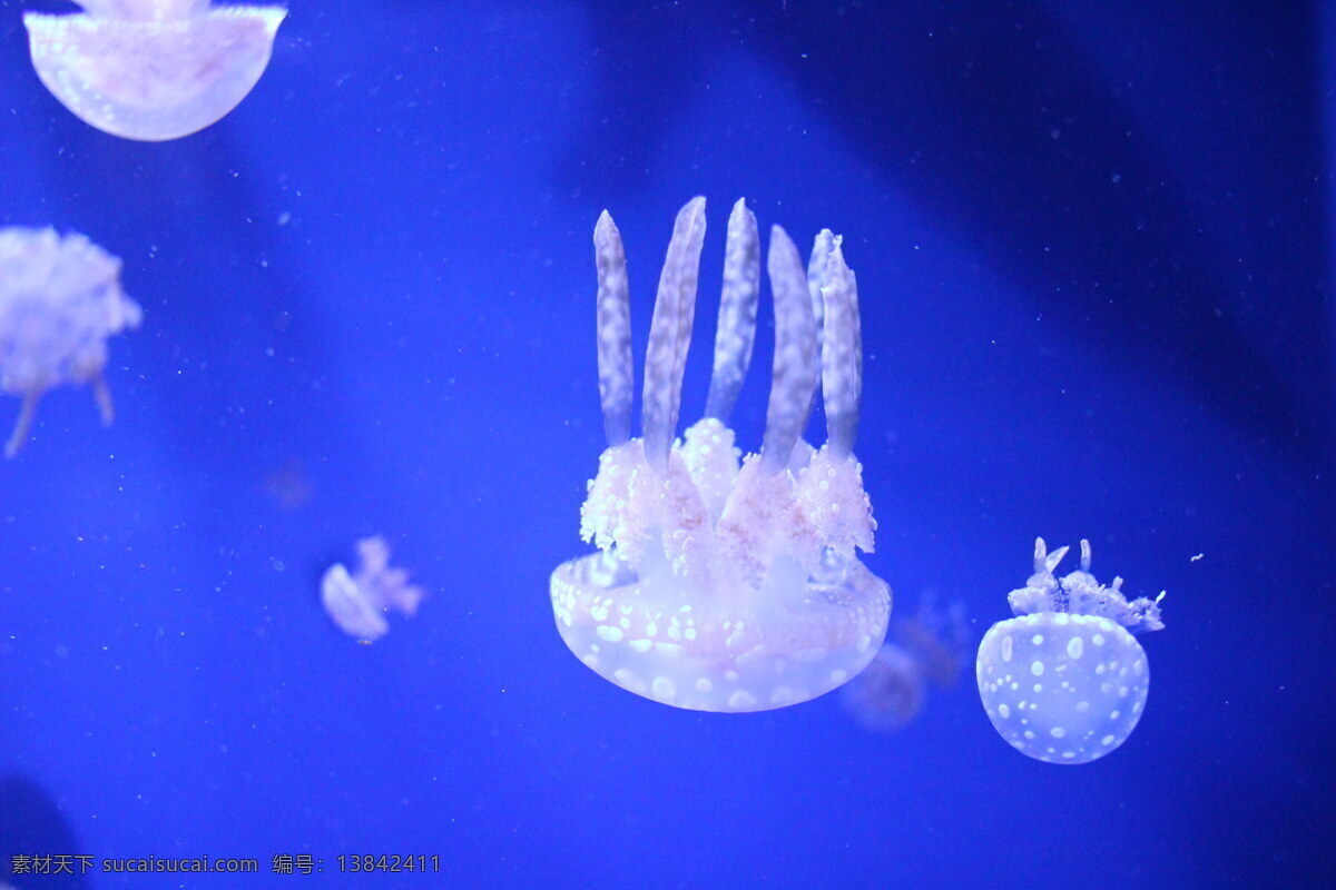 高清 白色 水母 海蜇 透明水母 伞状 刺胞动物