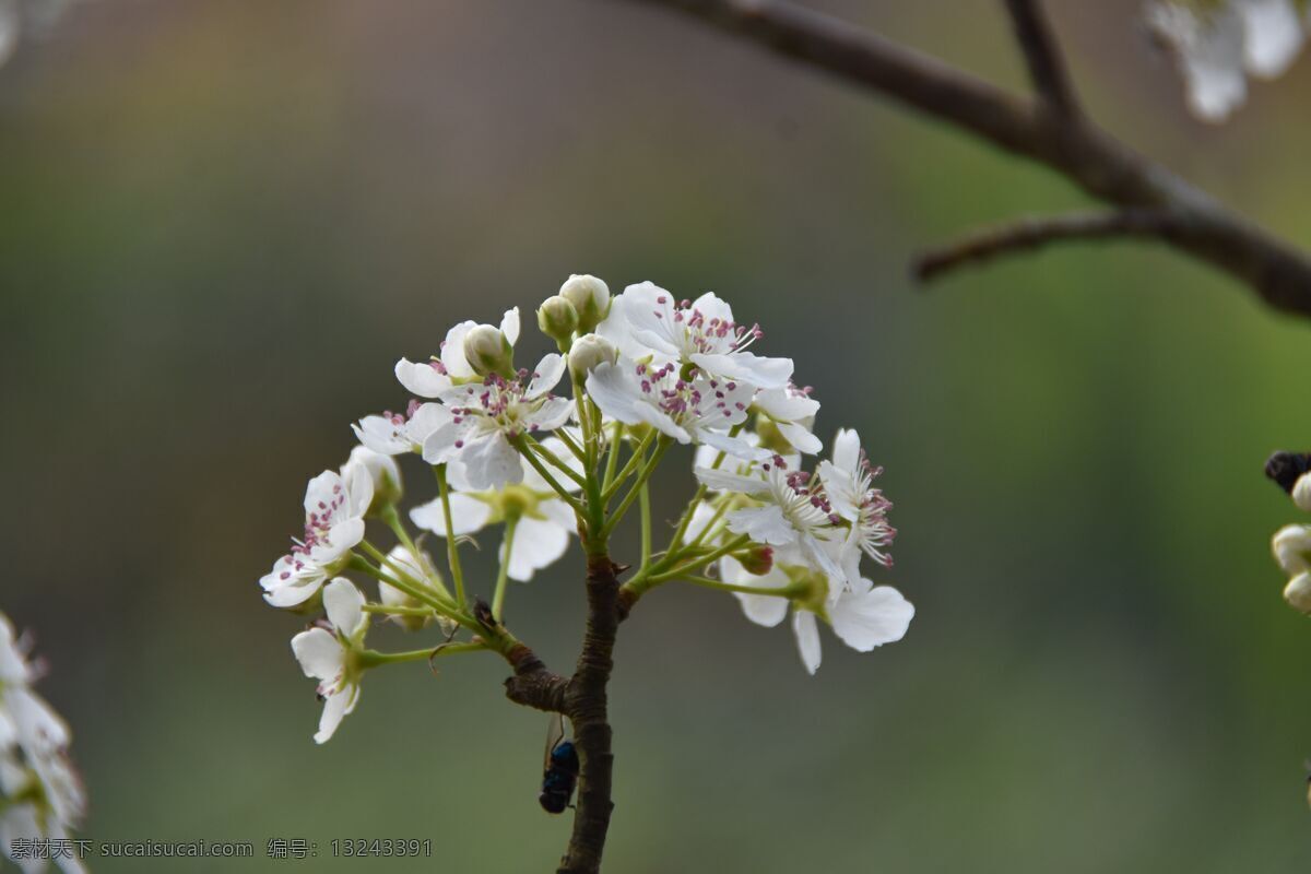 梨花图片 梨花谷 梨花赋 赏梨花 梨花节 梨花节背景 梨花节广告 梨树花 梨花展板 梨花旅游 梨花田地 梨花摄影 梨花观光 梨花农家乐 梨花春游 梨花潭 梨花 春游 踏春 春天 春天海报 春天素材 露营 户外 赏花节 农家乐梨花 农家乐 花海 游玩 农村 花卉 花朵 插花 花艺 园林 园艺 梨花梨树 生物世界 树木树叶