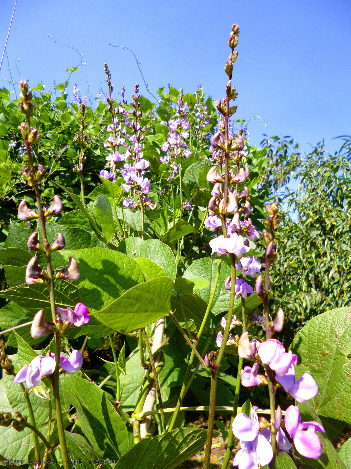 扁豆花 扁豆 花 蔬菜 紫花 植物 绿叶 花草 生物世界