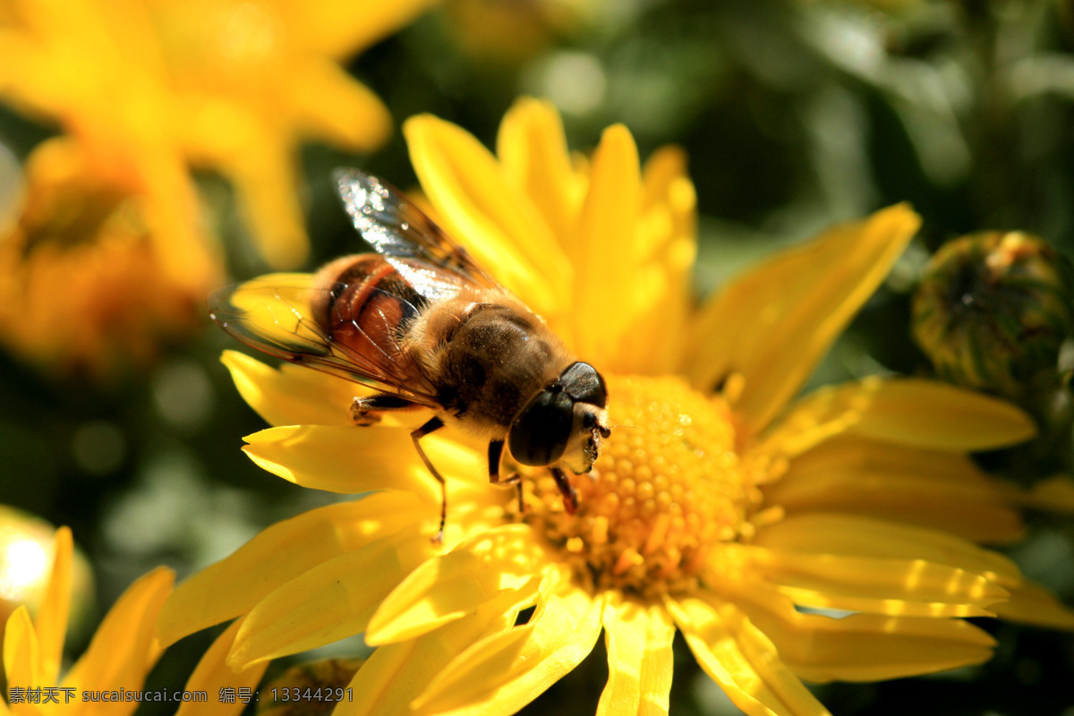 蜜蜂 高清 花瓣 黄花 昆虫 生物世界 采蜜