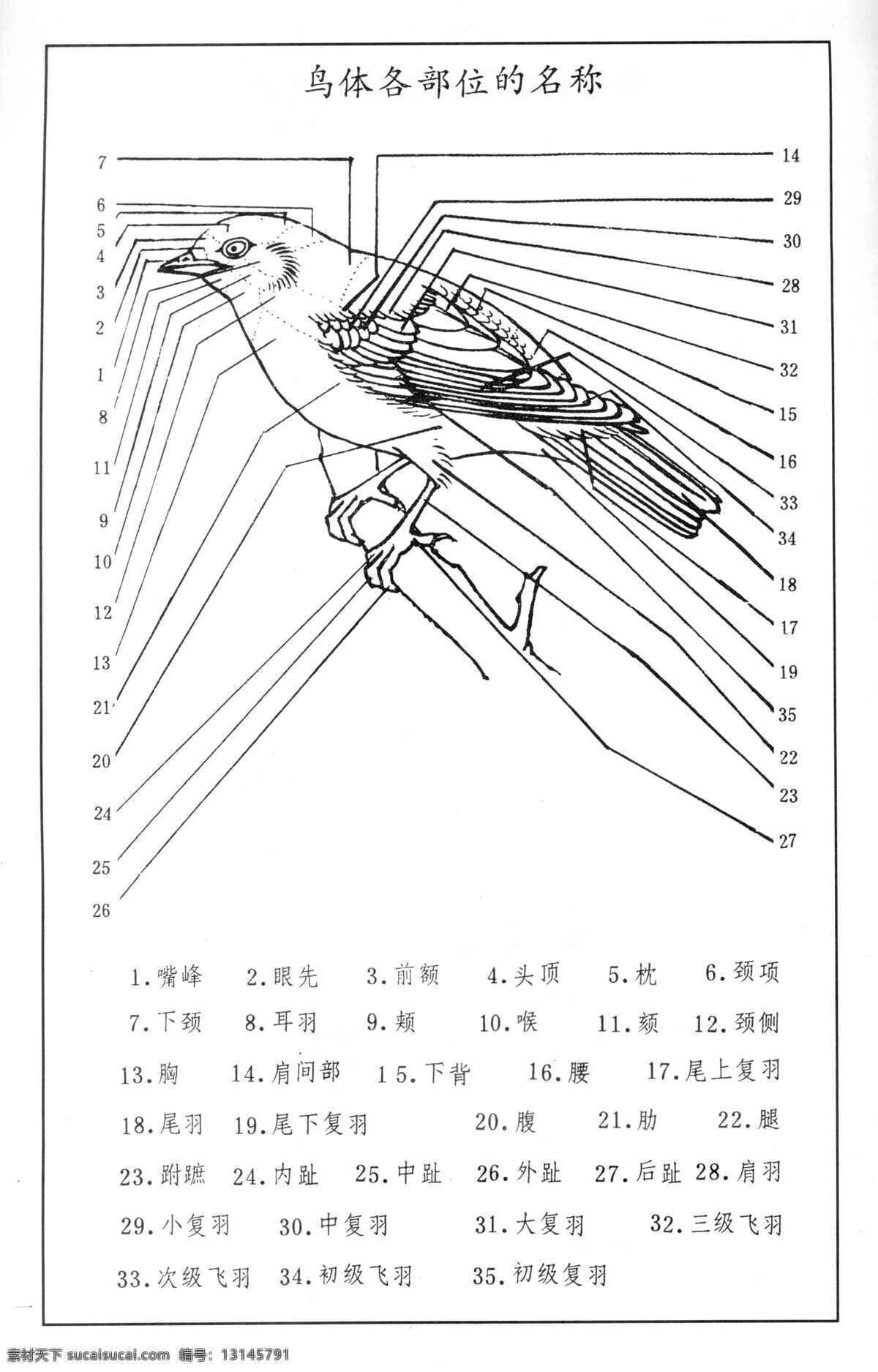 鸟 部位 百鸟 百鸟图 百鸟谱 鸟类 鸟兽 花鸟 小鸟 白描 线描 黑白稿 绘画 工笔花鸟 工笔 王满良 梁熔 美术 美术出版社 鸟的部位 生物世界 设计图库