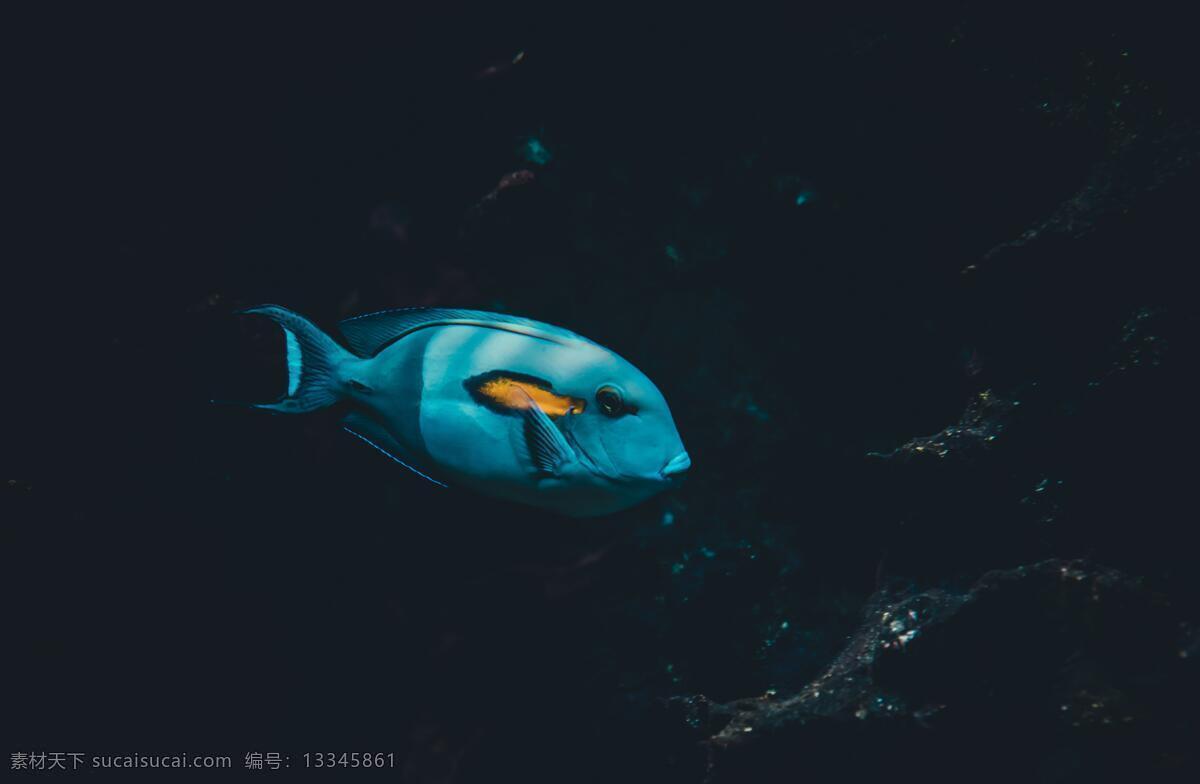 深海 海鱼 海洋 暗黑 可爱 风景 生物世界 海洋生物