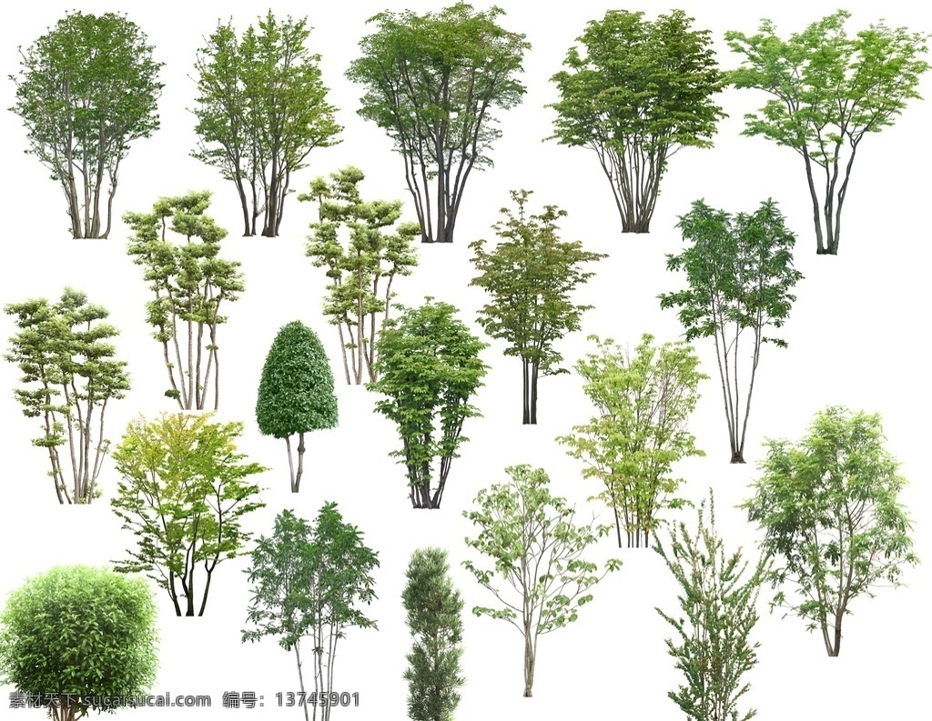景观园林植物 树 树木 乔木 园林植物 景观植物 景观树 效果图植物 植物素材 自然景观 建筑园林