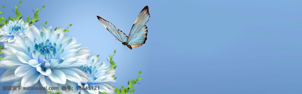 鲜花 蝴蝶 banner 背景 图 蓝色