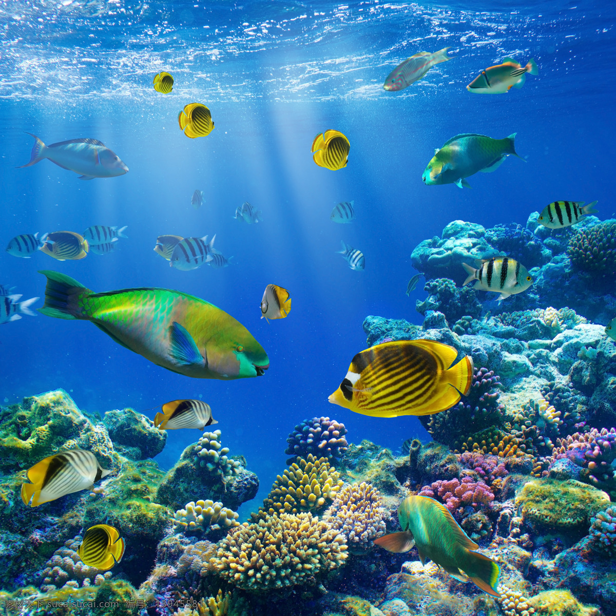 梦幻海底世界 鱼 鱼类动物 海底生物 水中生物 海洋生物 海洋动物 动物世界 生物世界 蓝色