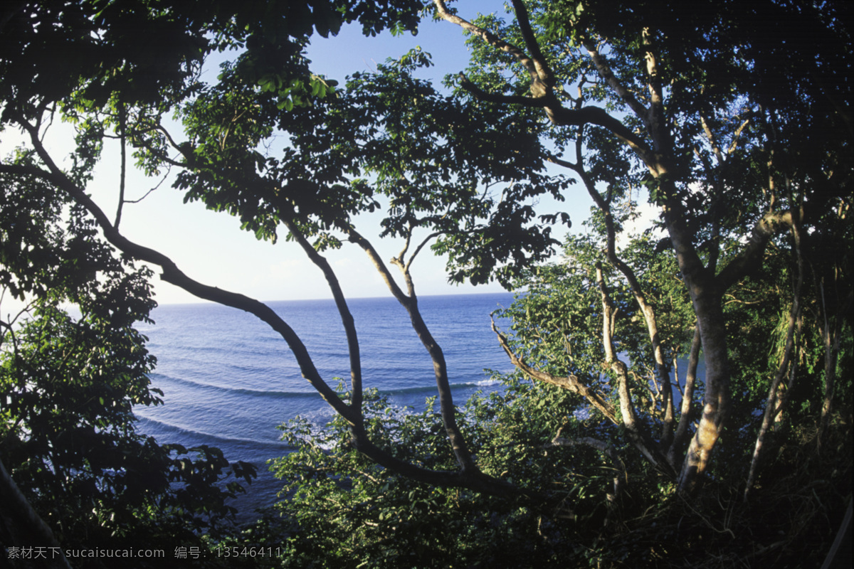 大 海边 茂密 树丛 特写 大海 漂亮 美景 风景 海岸 岸边 加勒比海岸 高清图片 大海图片 风景图片