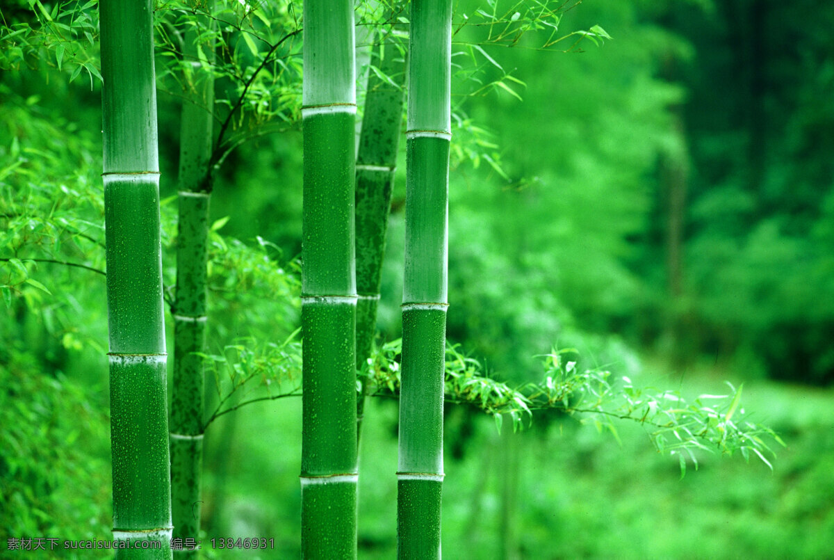 竹子 竹林 绿色 青竹 绿竹 树树林 树木树叶 生物世界