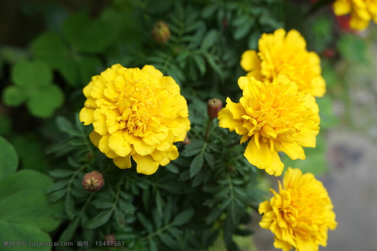 花 叶 背景 插图 优雅 花丝 绿色 子不语花 生物世界 花草