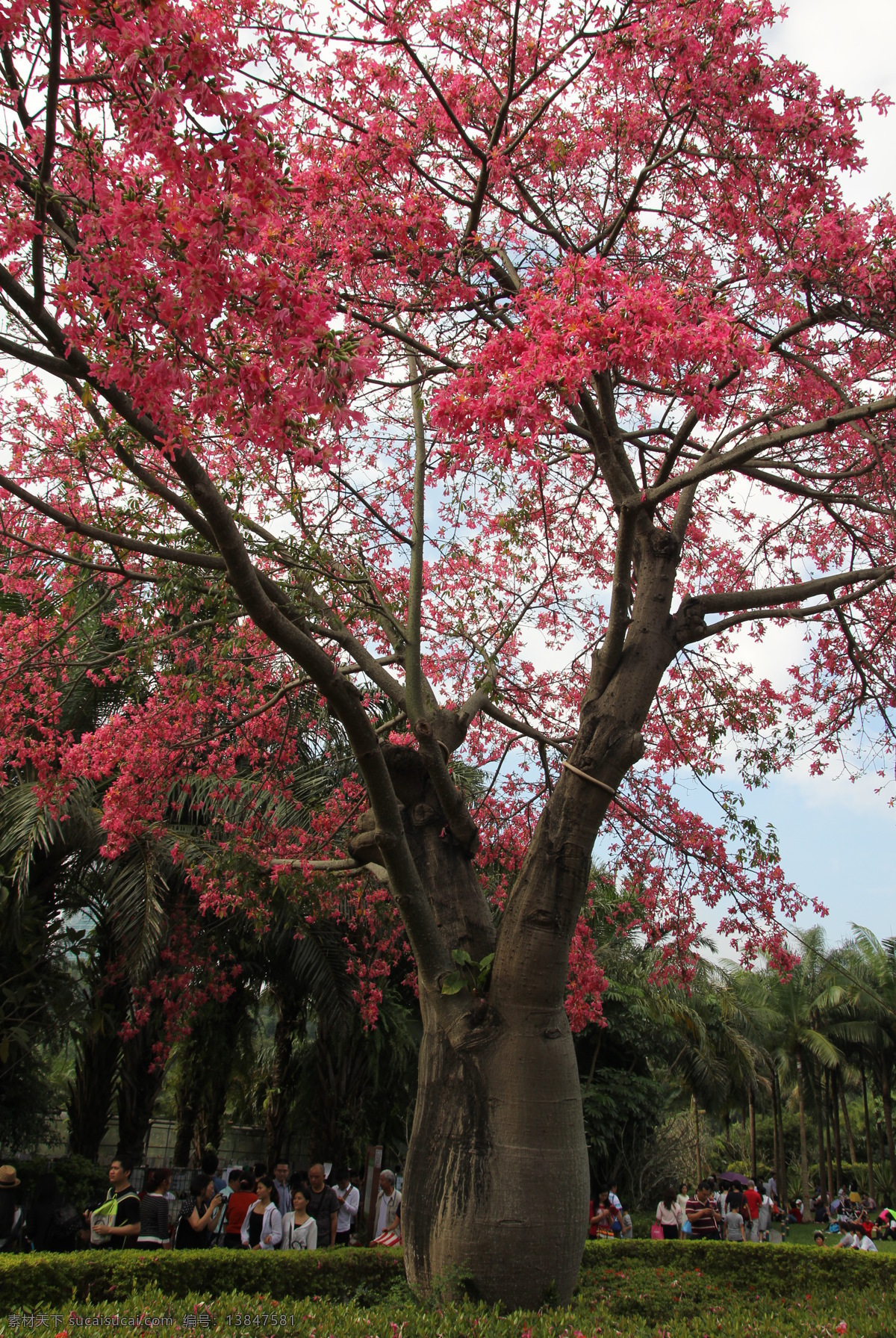 异木棉 花园 公园 花树 花卉展览 花 鲜花 花卉 花朵 红色 绿叶 花瓣 花芯 小花 花草 花苞 植物 鲜花背景 树叶 树干 树根 生物世界