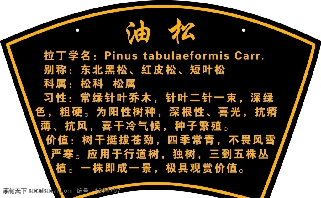 油松树牌 油松 树牌 油松简介 树木 树种介绍 分层