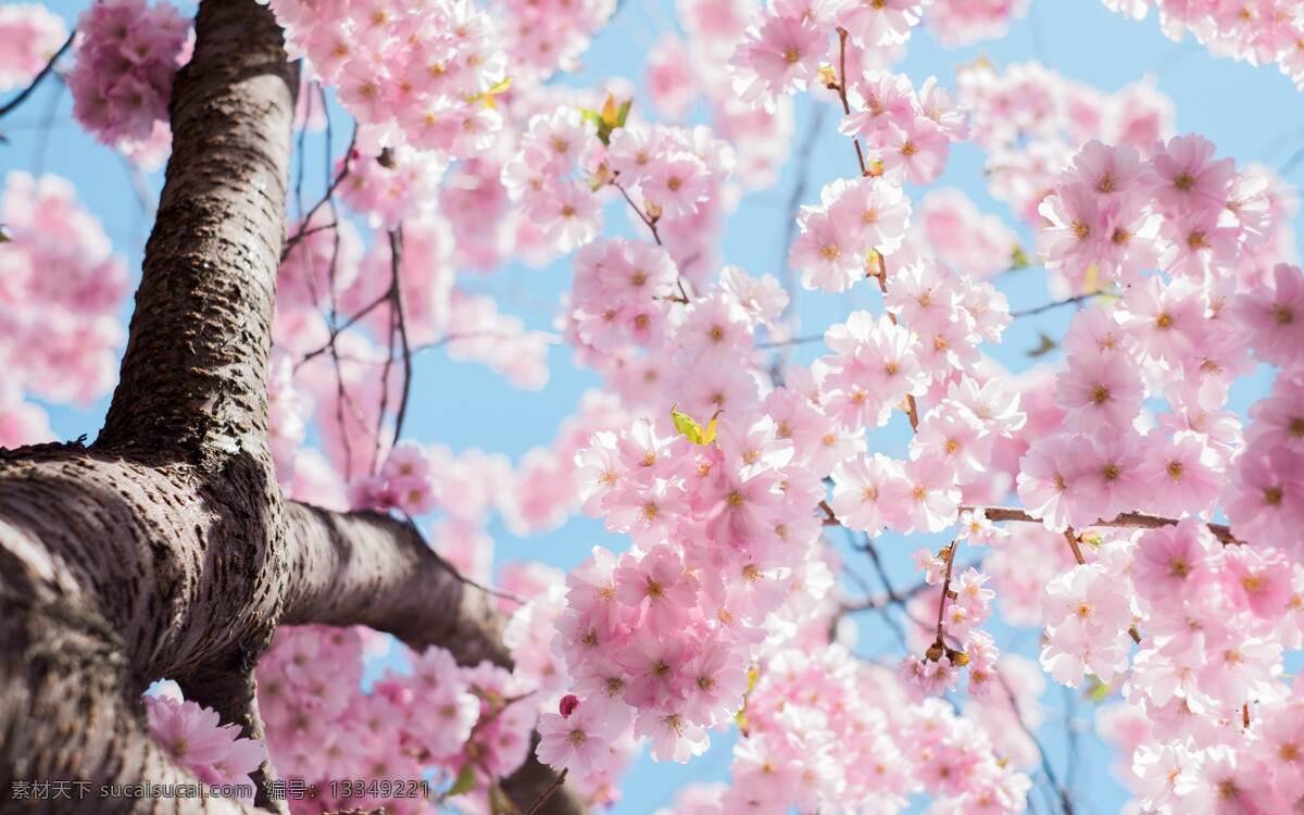 樱花 日本 粉色 樱花树 花