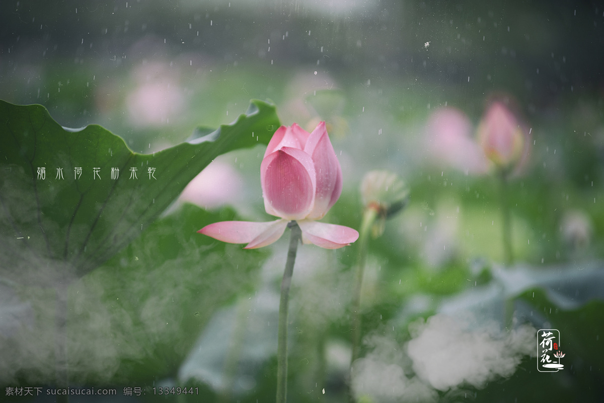 雨荷 下雨天 荷花 粉色 莲花 自然景观 自然风景