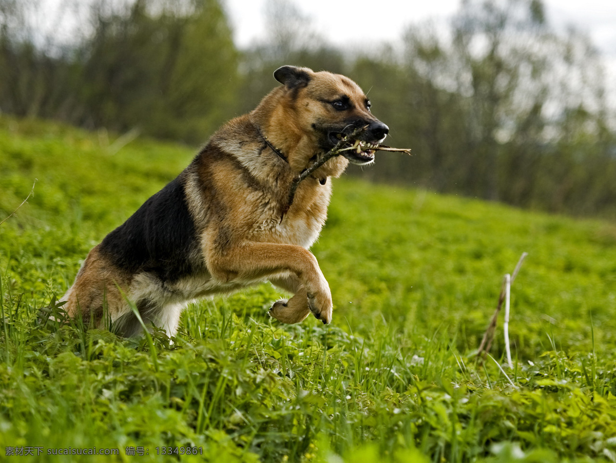 德国牧羊犬 德牧 黑背 狼狗 军犬 名犬 家禽家畜 生物世界 野生动物