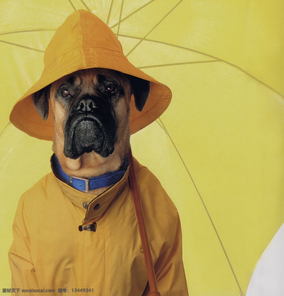 萌狗狗 狗狗 小狗 可爱 撑伞 黄色雨伞