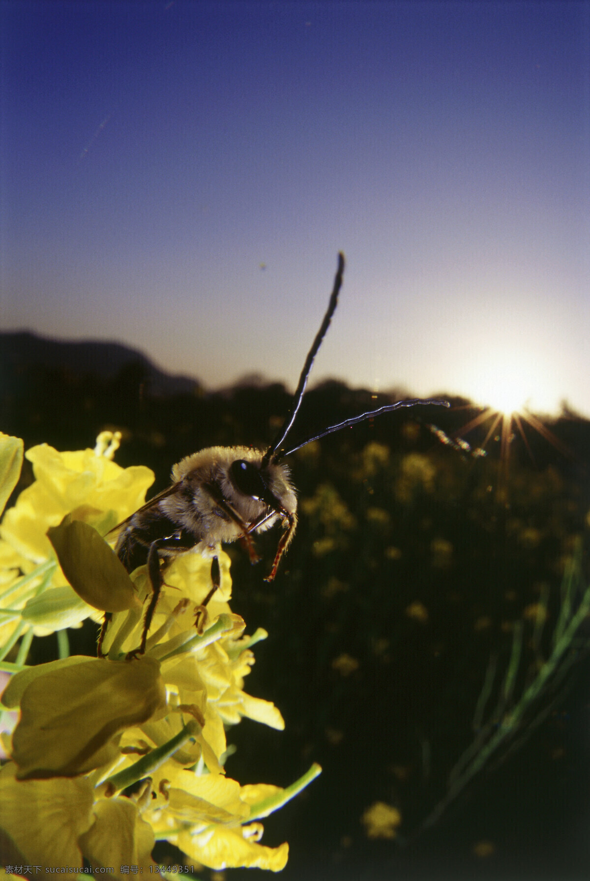正在 采 蜜 蜜蜂 小蜜蜂 采蜜 蜜蜂特写 美丽鲜花 花丛 花朵 动物世界 昆虫世界 花草树木 生态环境 生物世界 野外 自然界 自然生物 自然生态 高清图片 自然 植物 户外 黑色