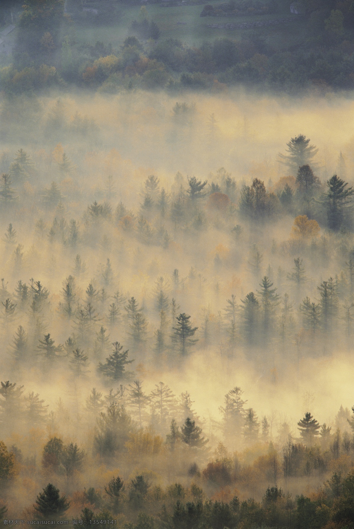大雾 时 森林 林木风景 树林 自然景观 自然风景 风景 摄影图库 摄影图片 大自然 高清图片 风景图片 jpg图片 花草树木 生物世界