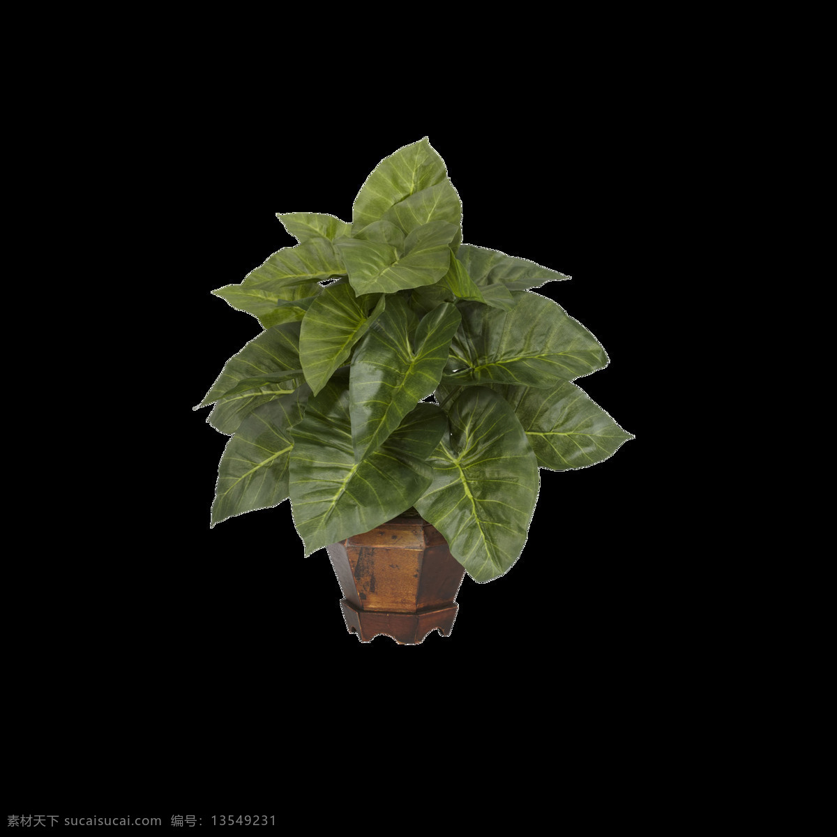 芋 丝 植物 盆栽 绿植 花 花朵 花朵图案 花卉 盆景
