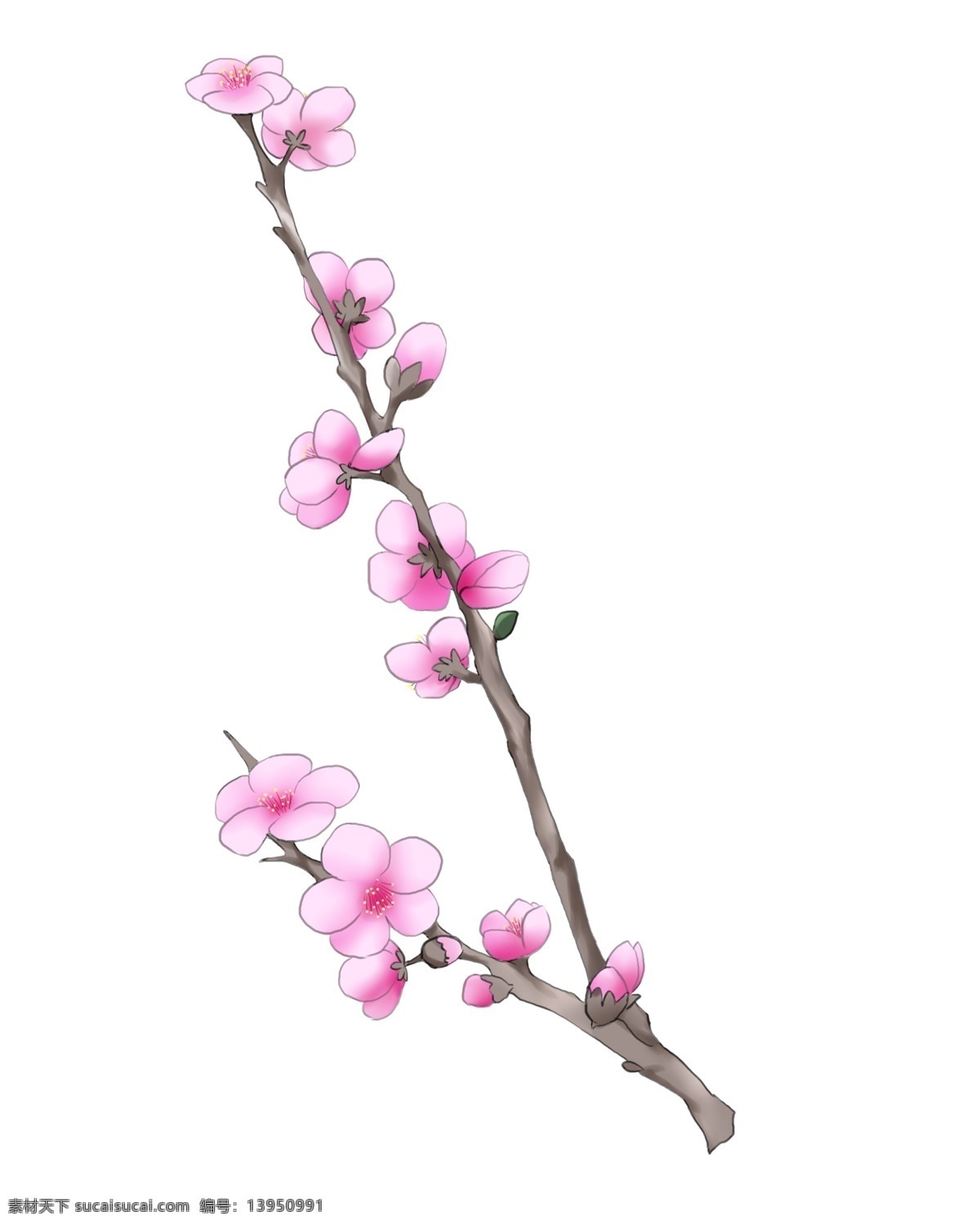 粉色 桃花 卡通 插画 粉色的花朵 芬芳的桃花 绽放的花朵 美丽的花朵 花朵插画 鲜花插画 含苞待放 鲜花 花瓣