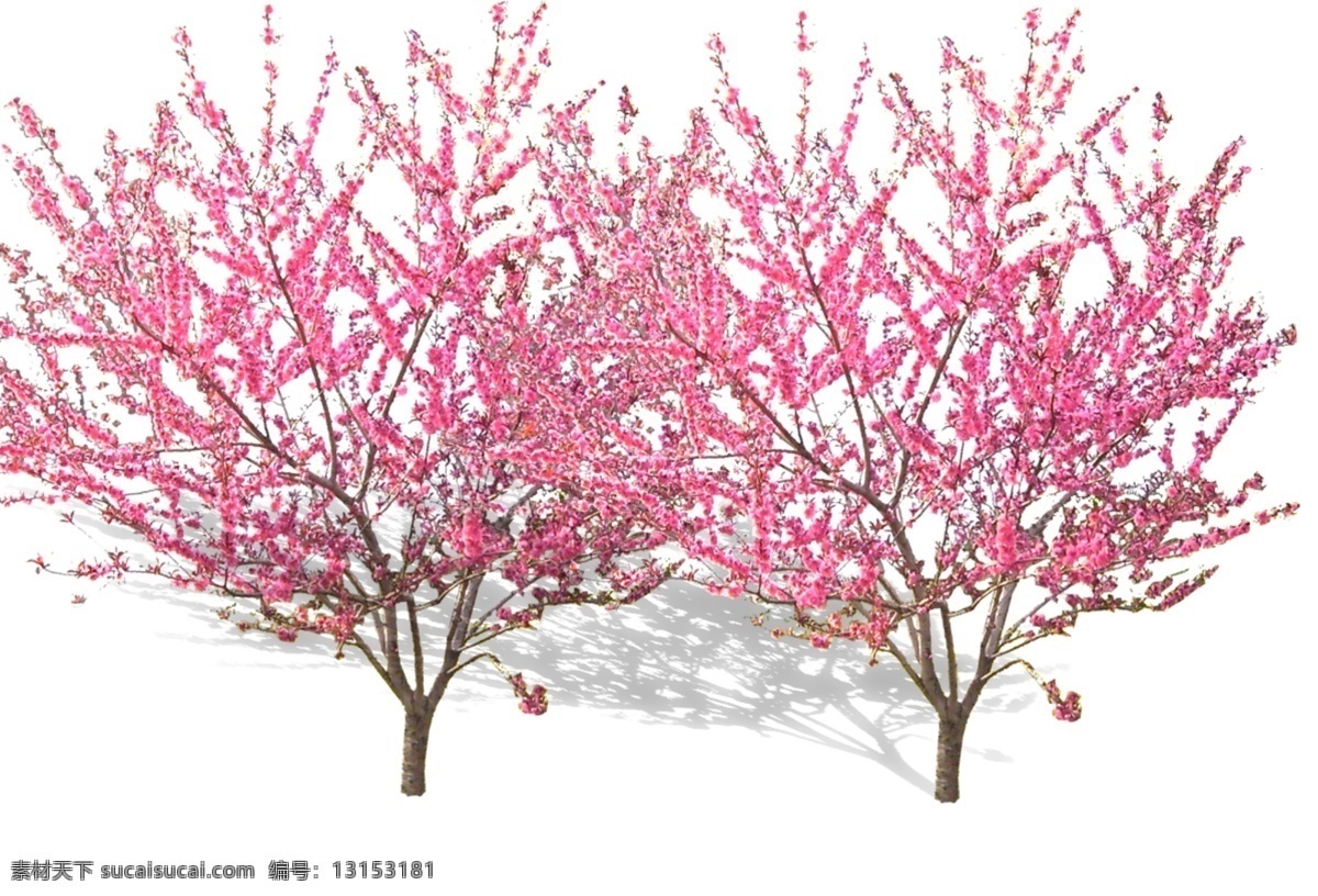 花桃 分层 啊啊 白色