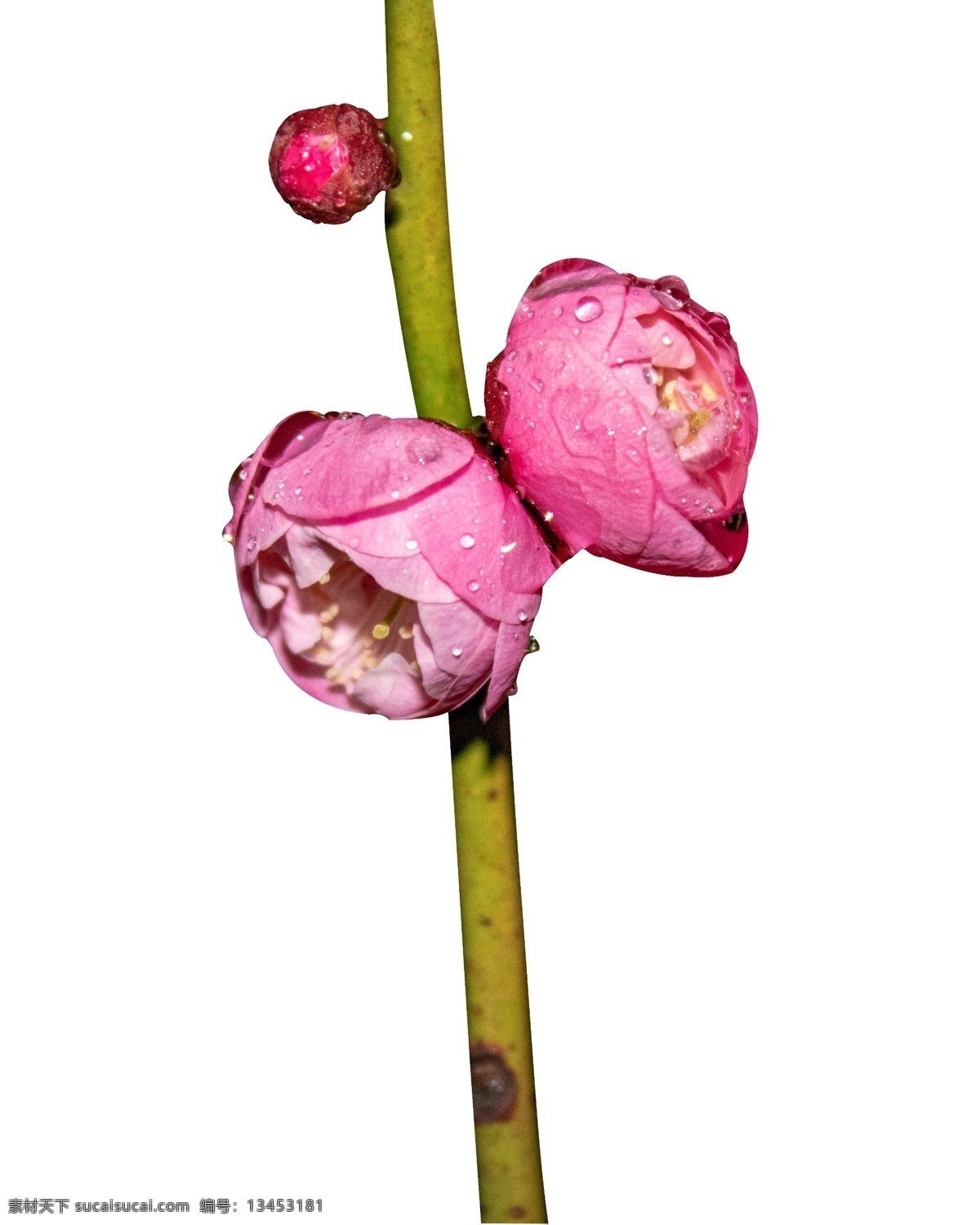 花骨朵 花苞 含苞待放 粉色小花 唯美 春天 晴天 生机 水珠 春暖花开 春花 春芽