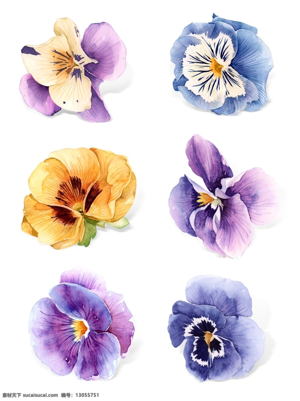 水彩 手绘 兰花 植物 花瓣 套 图 元素 手绘花 水彩花 花瓣元素 蓝紫色 植物花瓣