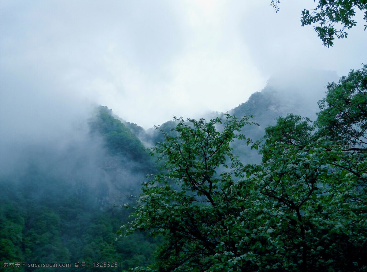 太平山 云雾 旅游 太平山云雾 山顶云雾 山顶薄扶林 海拔山峰 森林草木 旅游摄影 国内旅游 西安旅游 天山云海 山间 云雾缭绕 仙境 深山 树林 高山之巅 高山