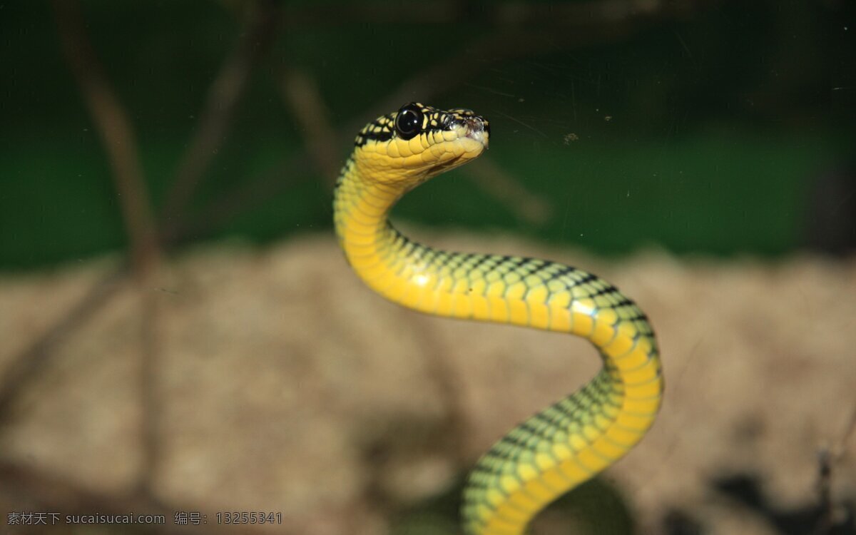 蛇 弯曲 灵活 柔韧 s型 野生动物 生物世界