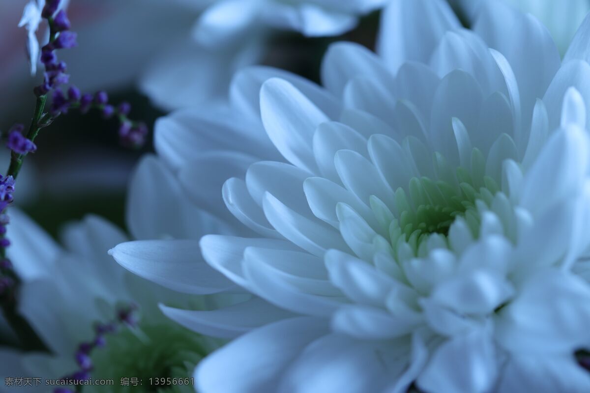 花 白菊花图片 白菊 白色花 植物 美丽 菊花 花摄影 花素材