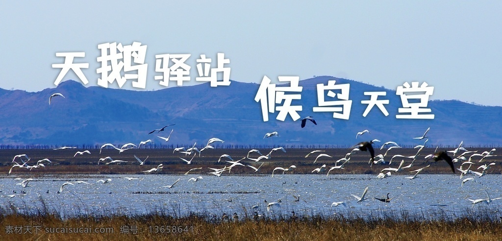 天鹅 驿站 候鸟 天堂 背景 分层 背景素材