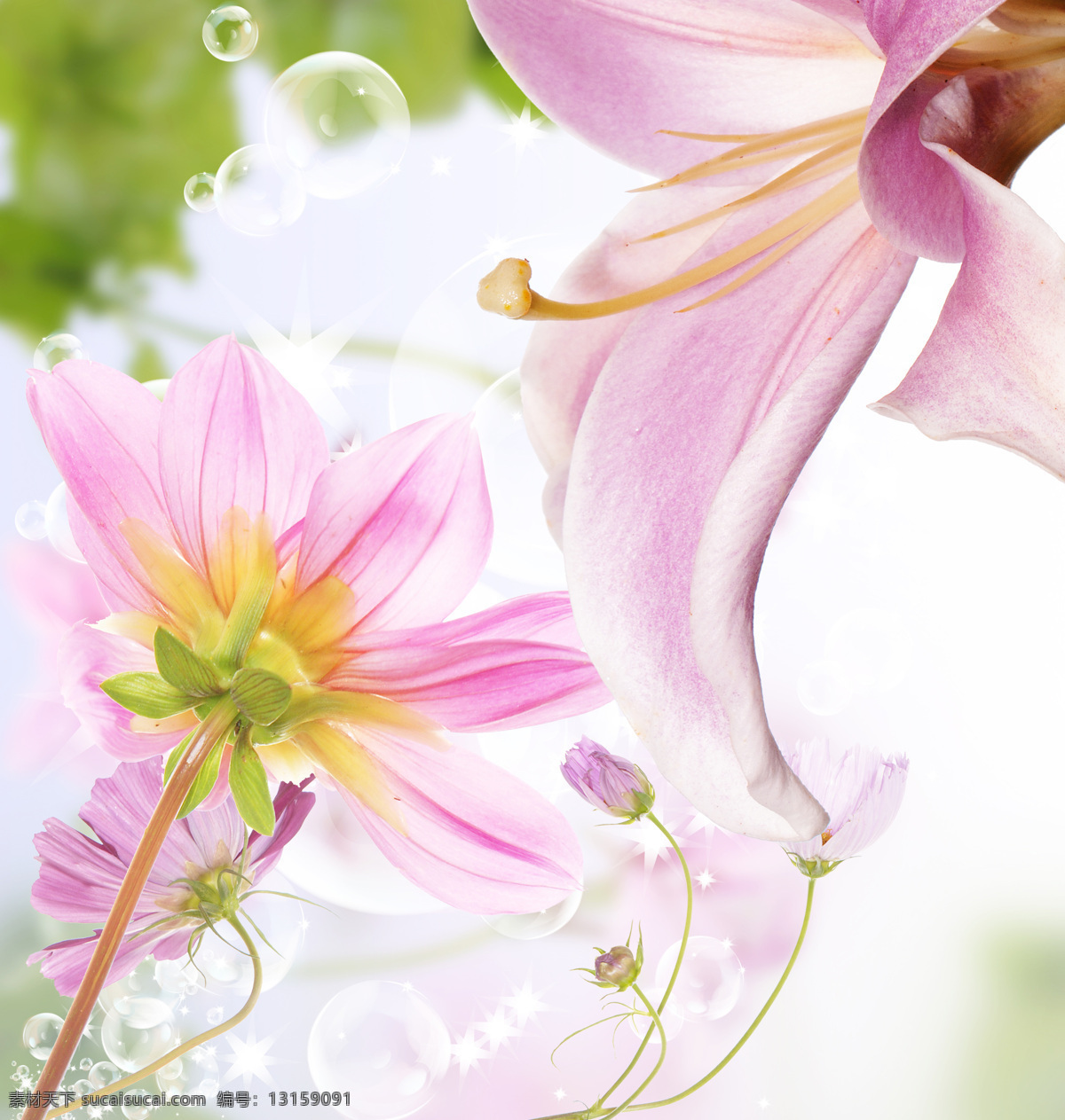 汽 泡 粉色 花朵 汽泡 梦幻背景 植物 鲜花 花卉 花草树木 生物世界