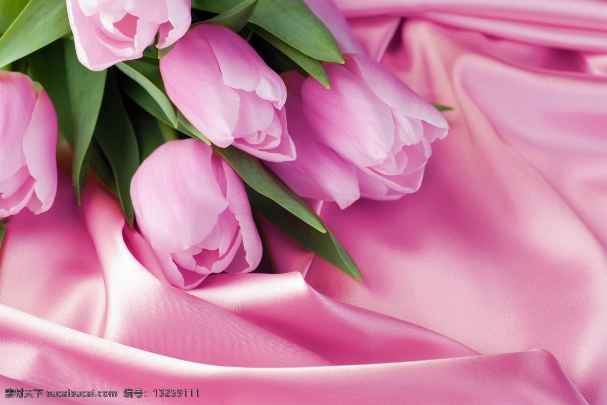 粉色 郁金香 粉色郁金香 丝绸 绸布 鲜花 美丽花卉 花草树木 生物世界