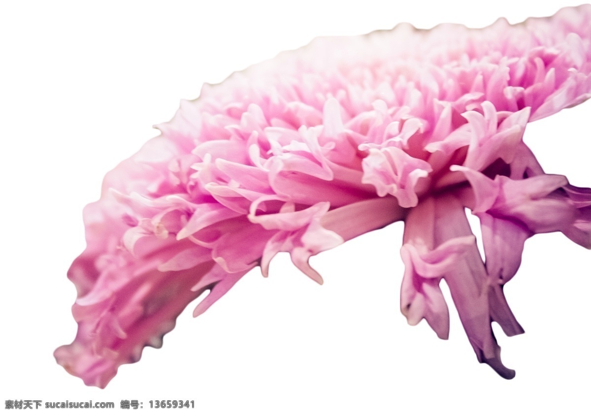 鲜艳 美丽 粉色 大花 春花烂漫 群芳满园 孤芳自赏 花枝招展 娇媚 浪漫 娇娆 婀娜多姿 芳香四溢 花香袭人 绚丽多彩 娇巧迷人