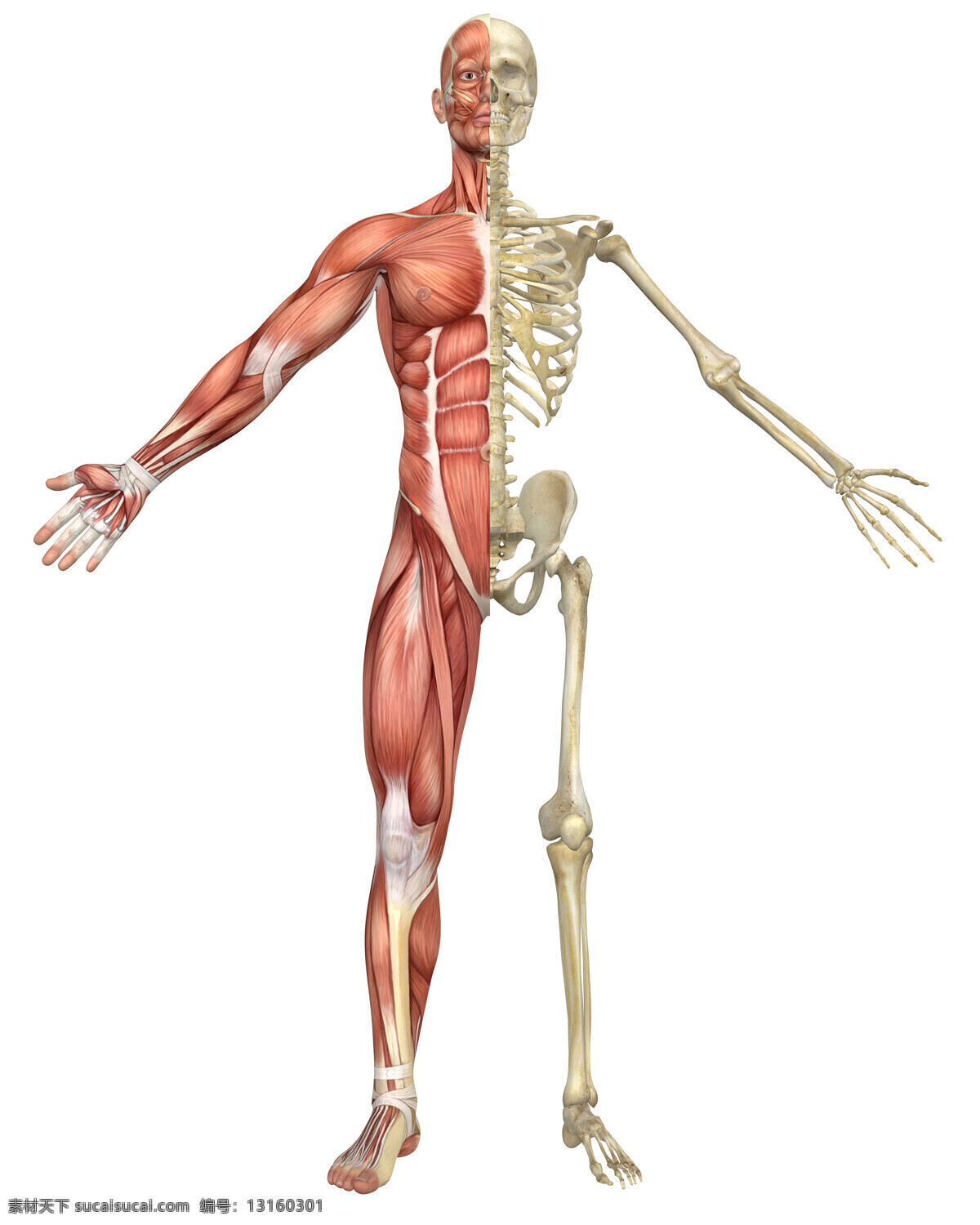 人体 肌肉 骨骼 男性 人体骨骼 人体肌肉 肌肉组织 人体肌肉器官 肌肉结构 人体解剖 医疗护理 现代科技