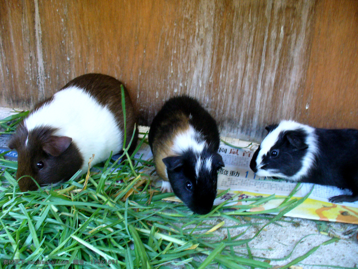 三只荷兰猪 荷兰猪 天竺鼠 葵鼠 豚鼠 几内亚猪 可爱 温顺 彩猪 食草动物 动物 鼠类 宠物 生物世界 野生动物