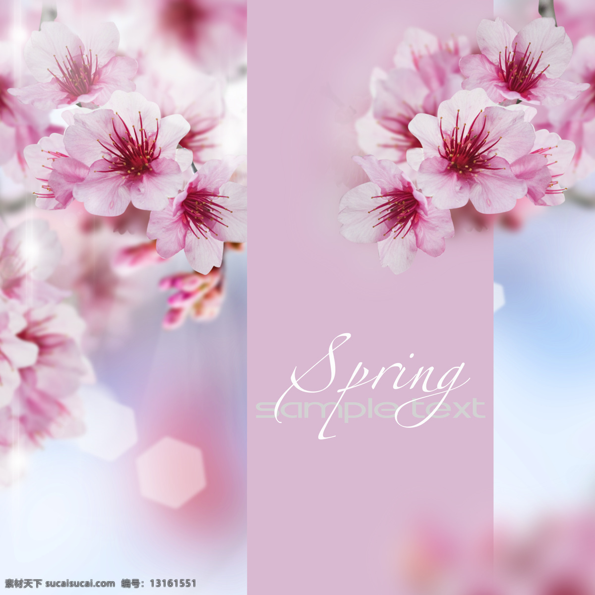 春天花朵 樱花 粉色花朵 粉色 鲜花 唯美花朵
