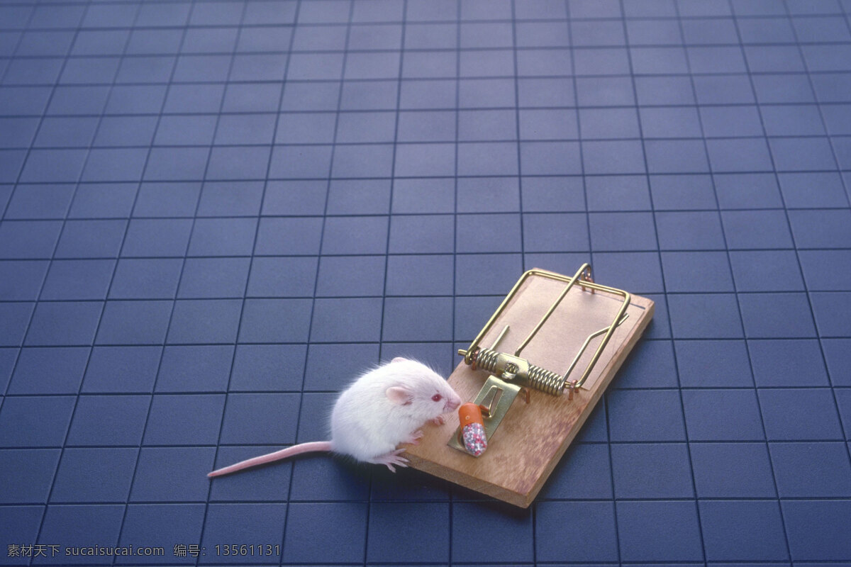 小白 鼠 夹子 找死 生物世界 野生动物 摄影图库
