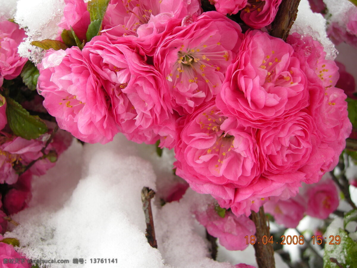 雪中 海棠花 海棠 冰雪 花枝 花朵 花儿 花蕊 粉红色 红色 雪景 花中雪 白雪 花 花草 生物世界