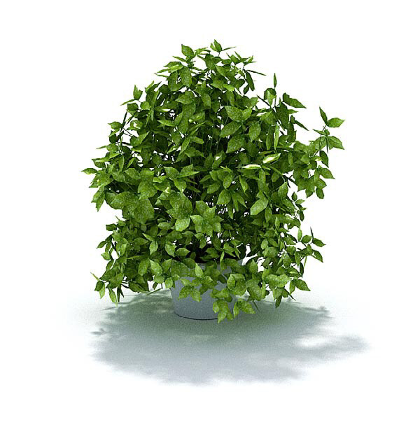 家种 绿色 小树 盆栽 3d 模型 3d模型 3d渲染 模型素材