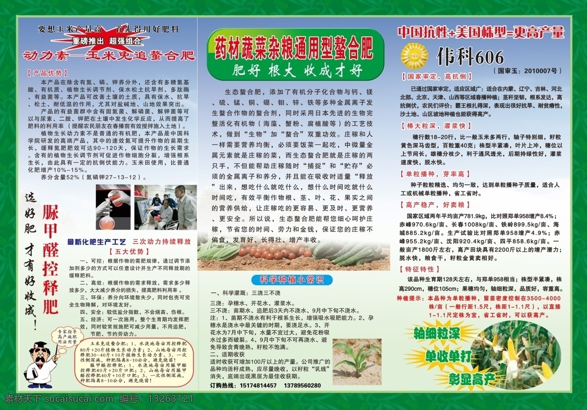玉米种业 玉米 绿色农业背景 华农118 华农887 玉米图片 三折业