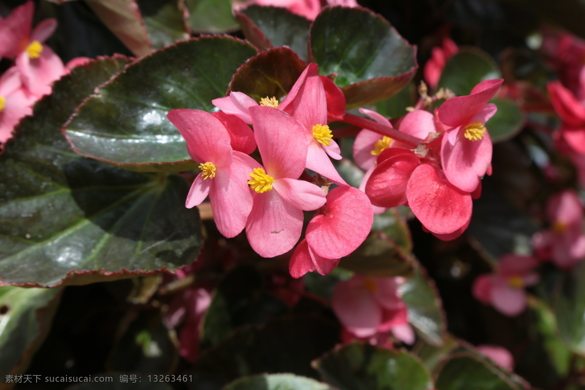 四季秋海棠 蚬肉秋海棠 玻璃翠 花朵 花蕊 花卉 花儿 花卉素材 园林景观 花草 植物 园林绿化 绿化景观 花卉大观园 生物世界
