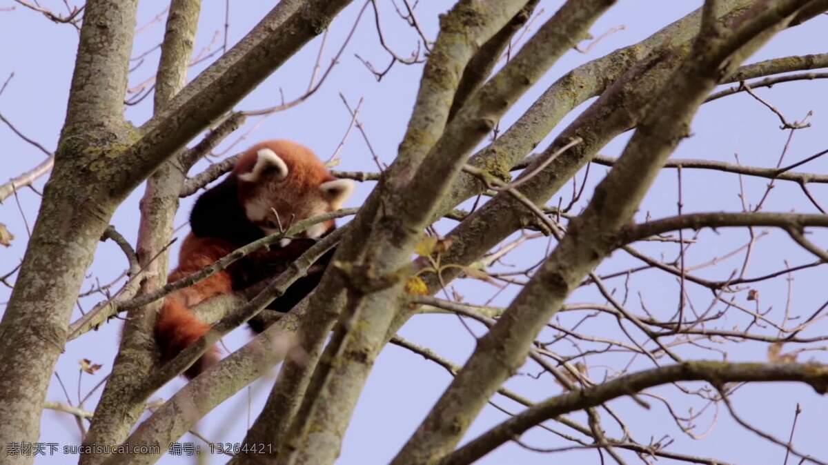 小熊猫 自己 清洗 动物 自然 红色 熊猫 小 熊 舔 清洁的 树 攀登 令人放松的 毛皮 天空 分支
