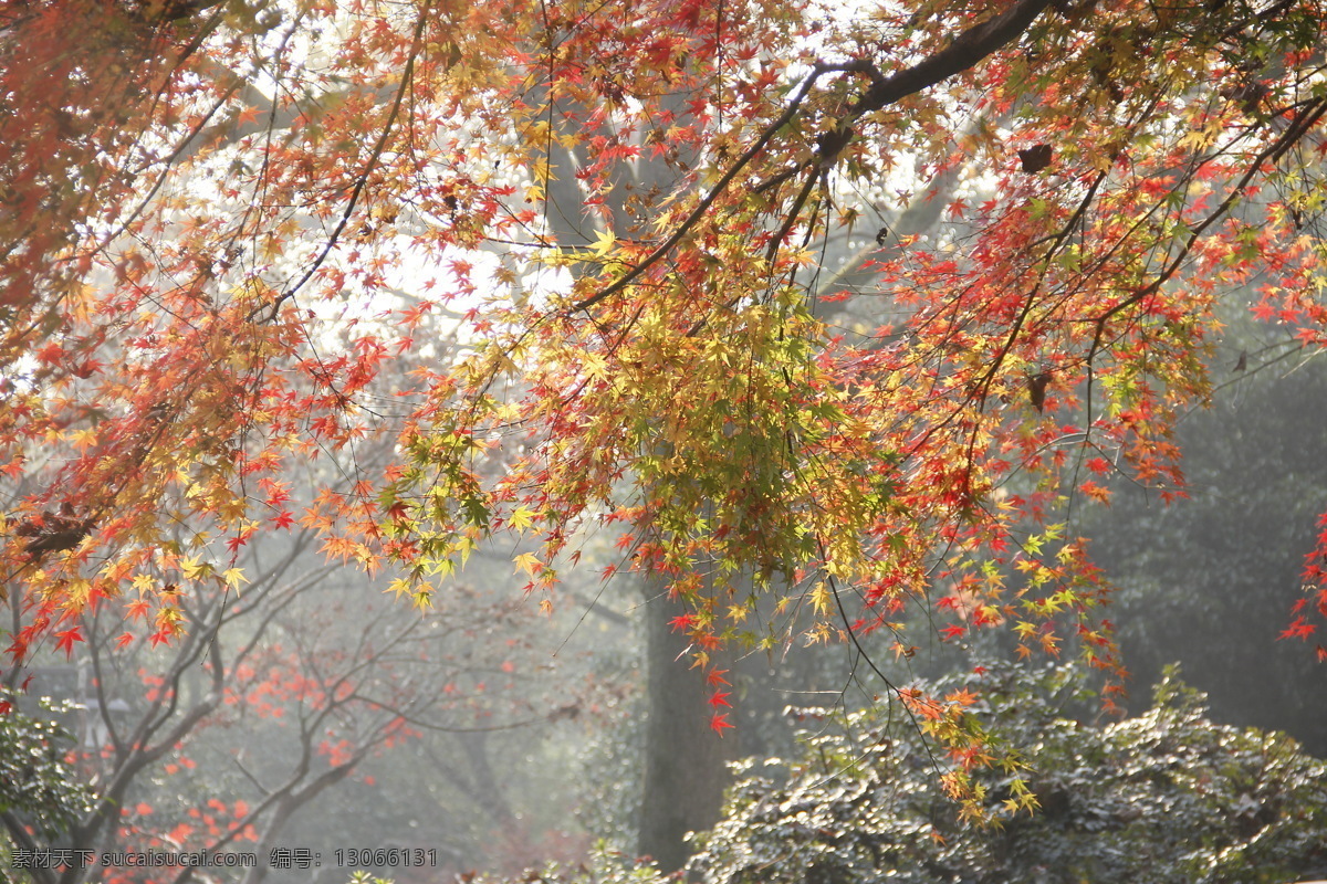 黄叶 五角枫 鸡爪槭 红叶 风景 树叶 生物世界 树木树叶 枫树叶 秋色 秋天的景色 秋天 黄色枫叶 自然景观 自然风景