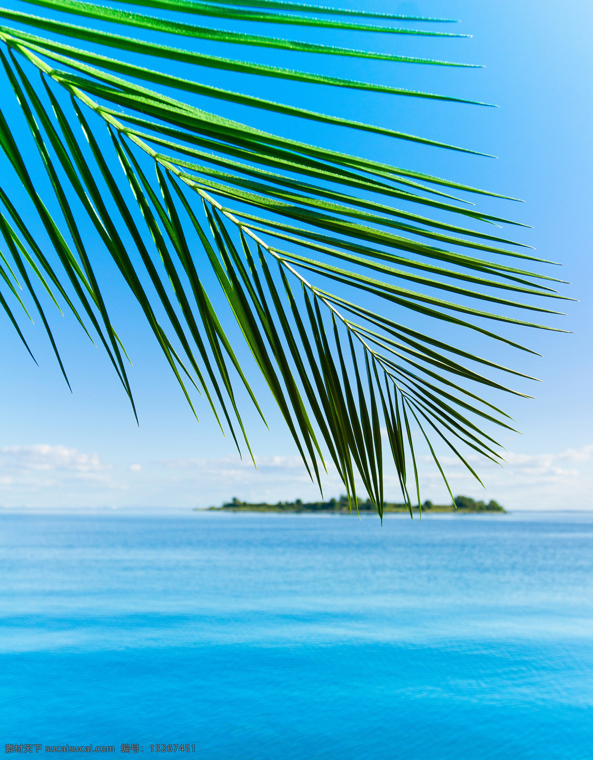 大海 自然风景 摄影图片 大海风景 高清图片 jpg图片 椰树 平静的海面 风景 蓝天白云 清澈的海水 小岛 大海图片 风景图片