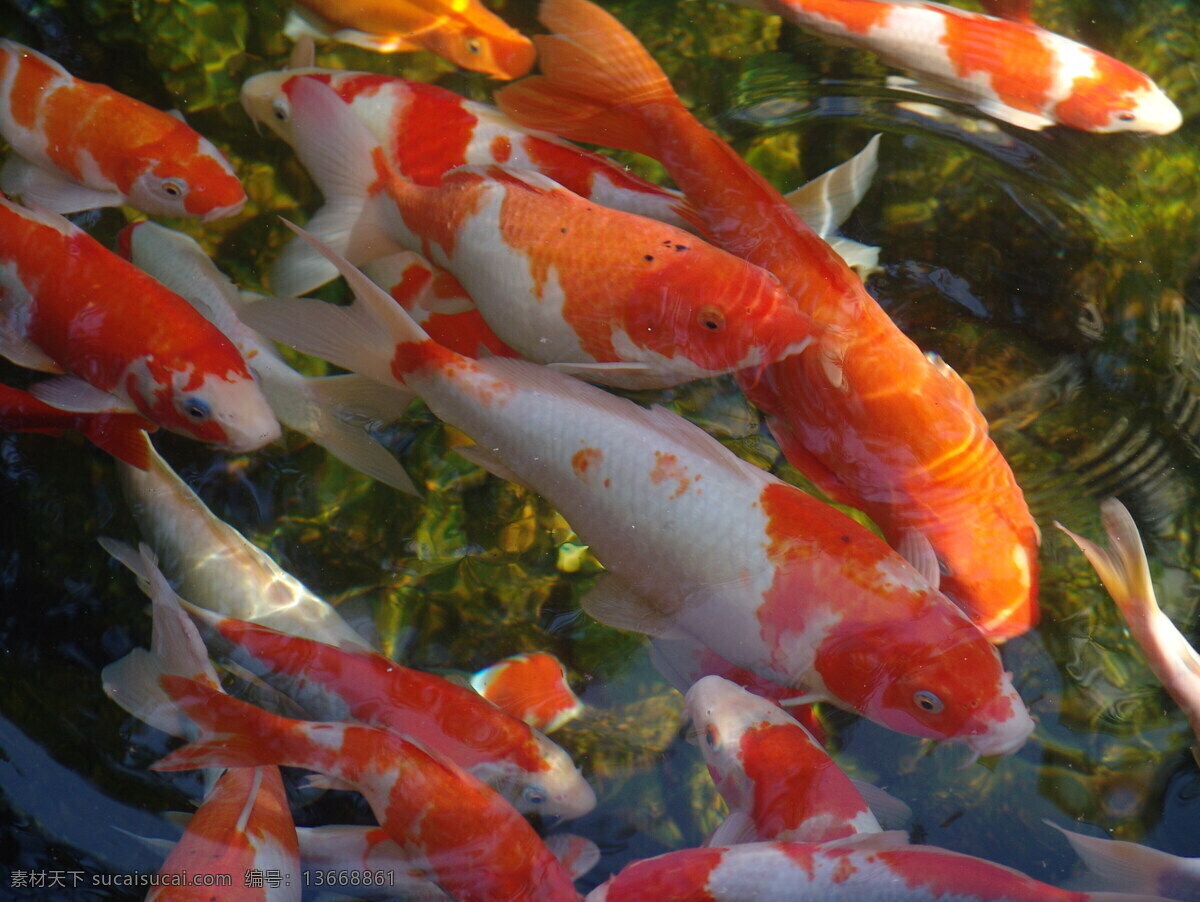 紫 园 锦鲤 生物世界 鱼 鱼类 紫园锦鲤 锦鲤系列